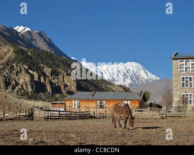 Vue de Manang vers les montagnes Banque D'Images