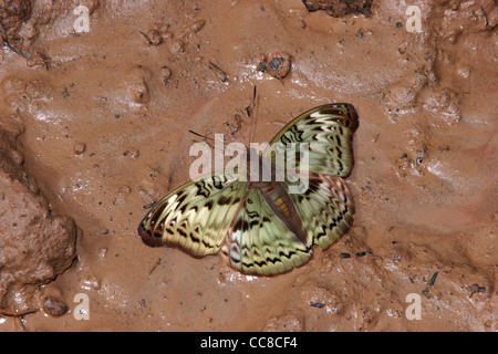 Commandant commun (papillon Euryphura chalcis:Nymphalidae) femmes puddlage dans rainforest, au Ghana. Banque D'Images