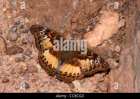 Butterfly (Euryphura chalcis : Nymphalidae), les mares en forêt tropicale, le Ghana. Banque D'Images