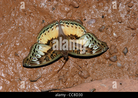 Commandant commun (Papillon Euryphura chalcis : Nymphalidae) puddlage dans rainforest, au Ghana. Banque D'Images