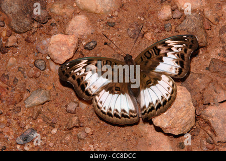 Commandant commun (Papillon Euryphura chalcis : Nymphalidae), les mares en forêt tropicale, le Ghana. Banque D'Images