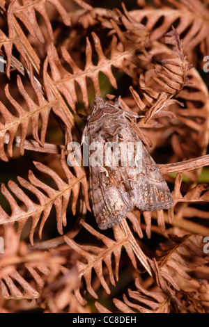 L'argent y pêcher (Autographa gamma : Noctuidae) au repos sur dead bracken, UK. Banque D'Images