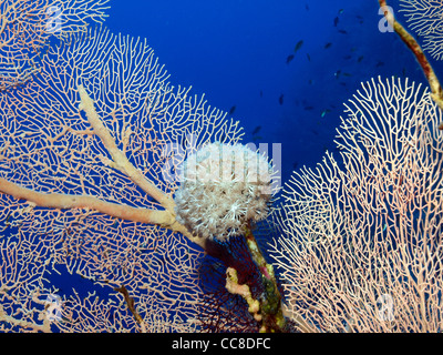 Soft coral dans le récif de corail de la Mer Rouge Banque D'Images