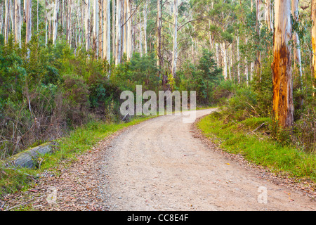 Route sinueuse à travers (Eucalyptus regnans) forêt de Mountain Creek Road, Tawonga au nord-est de Victoria, Australie Banque D'Images