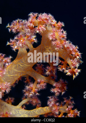 Soft coral dans le récif de corail de la Mer Rouge Banque D'Images