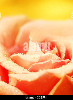 Belle rose rose frais avec la rosée du matin, gros plan sur la fleur de jardin Banque D'Images