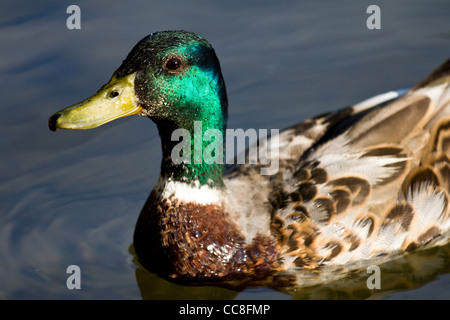 Canard colvert Banque D'Images