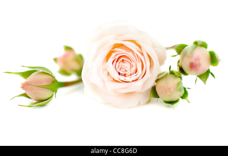 Roses roses fraîches border isolé sur fond blanc Banque D'Images