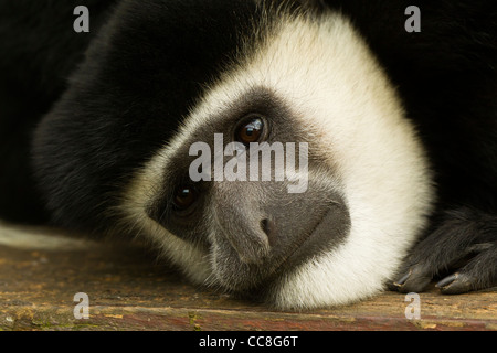 Singe Colobus noir et blanc ( Colobus guereza ) le repos Banque D'Images