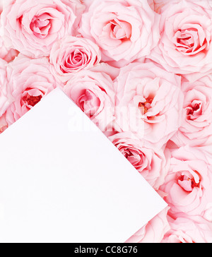 Des roses fraîches rose avec fond de carte de vœux papier vierge Banque D'Images