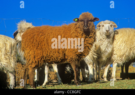 Les Navajo churro moutons de différentes couleurs en brebis corral, à Rocky Ridge, Navajo Nation, Arizona, USA Banque D'Images