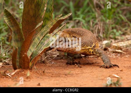 Contrôle de l'eau du Nil (Varanus salvator). Banque D'Images