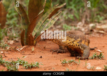 Contrôle de l'eau du Nil (Varanus salvator). Banque D'Images