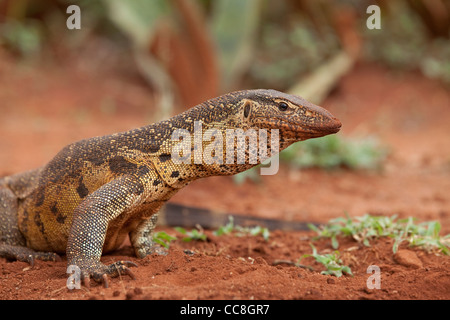 Contrôle de l'eau du Nil (Varanus salvator). Ndumo Game Reserve. Kwazulu-Natal, Afrique du Sud. Banque D'Images