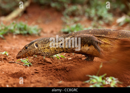 Contrôle de l'eau du Nil (Varanus salvator). Banque D'Images