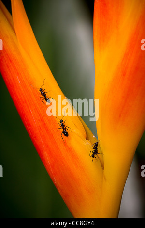 Fourmis sur un oiseau de paradis Plante Banque D'Images