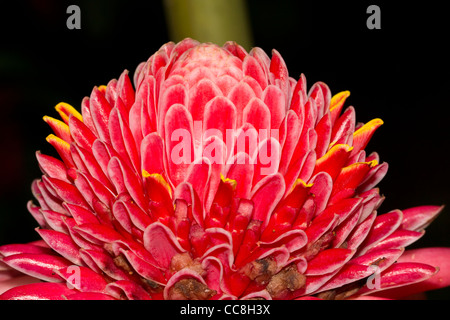 Torche rose plante Gingembre ( Etlingera elatior) au Diamond Botanical Gardens Banque D'Images