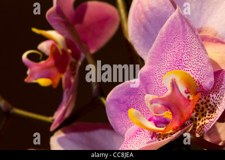 Une orchidée rose ou Orchidaceae Banque D'Images