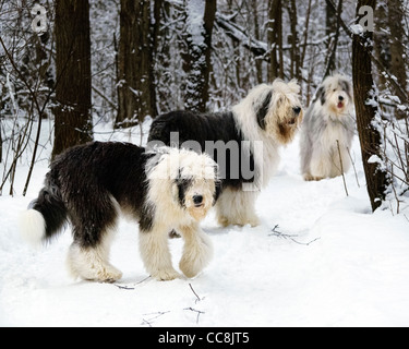 Trois anciens English Sheepdogs in snowy forest Banque D'Images