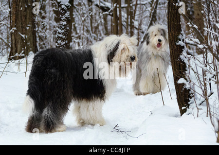 Deux vieux Anglais Berger in snowy forest Banque D'Images