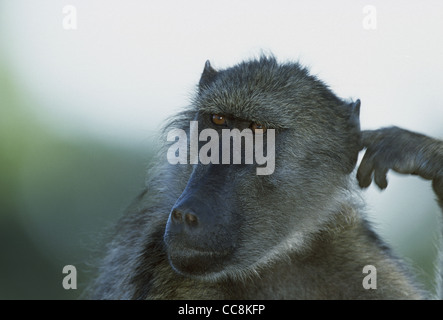 Babouin Chacma (Papio ursinus), également connu sous le nom de Cape baboon, doigt dans l'oreille Banque D'Images