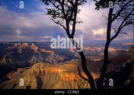 Grand Canyon South Rim pris près de Yavapai Point coucher du soleil la Lumière sur lumière du soir avec des formations de roche arbre silhouette Banque D'Images