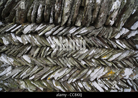 Détail de Cornish slate mur sur la côte nord des Cornouailles. Banque D'Images
