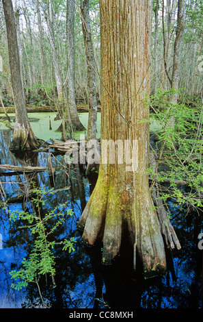 Francis Beidler Forest avec le cyprès chauve en quatre trous, un marécage marécage riverain, à l'ouest de Charleston, Caroline du Sud, USA Banque D'Images