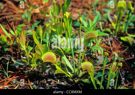 Venus Fly Trap, une plante insectivore, trouvée le long de Fly Trap Piste à Carolina Beach State Park, près de Wilmington, Caroline du Nord. Banque D'Images