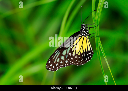 Papillon, vitreux tigre se repose sur l'herbe Banque D'Images