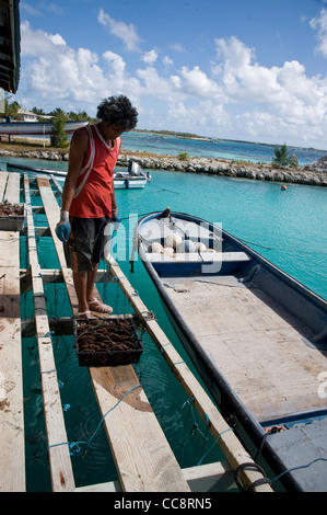 Polynésie française les huîtres Manihi Banque D'Images