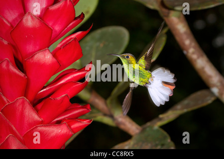 À tête cuivrée (Elvira cupreiceps émeraude) à Monteverde (Puntarenas, Costa Rica). Banque D'Images