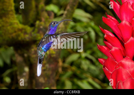 Campyloptère violet mâle (Campylopterus hemileucurus) dans la région de Monteverde (Puntarenas, Costa Rica).