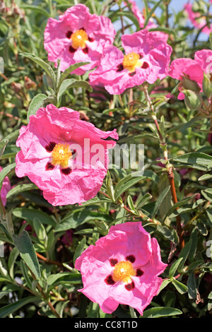 Rock d'Orchidées Roses Banque D'Images