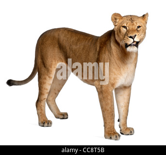 Lionne, Panthera leo, 3 ans, standing against white background Banque D'Images