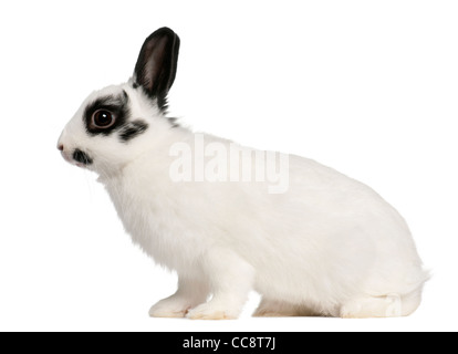 Lapin de Dalmatie, l'âge de 2 mois, Oryctolagus cuniculus, in front of white background Banque D'Images