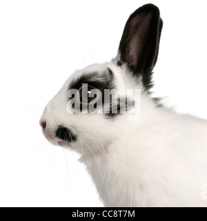 Close-up de lapin, 2 mois, Oryctolagus cuniculus, in front of white background Banque D'Images