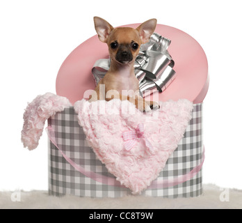 Chihuahua puppy, 3 mois, assis dans Christmas Gift in front of white background Banque D'Images