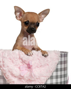 Chihuahua puppy, 3 mois, s'appuyant sur cadeau de Noël in front of white background Banque D'Images