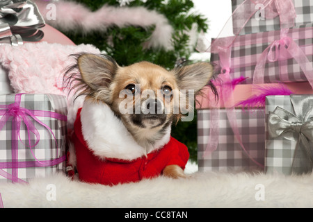 Chihuahua chiot, âgé de 4 mois, couché avec les cadeaux de Noël Banque D'Images