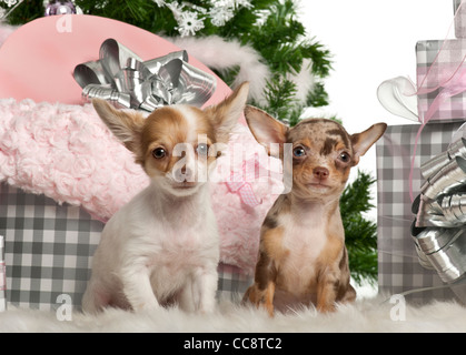 Chihuahua chiots, 4 mois, assis avec arbre de Noël et cadeaux in front of white background Banque D'Images