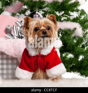 Yorkshire Terrier, 7 ans, le port de Santa outfit with Christmas gifts in front of Christmas Tree Banque D'Images