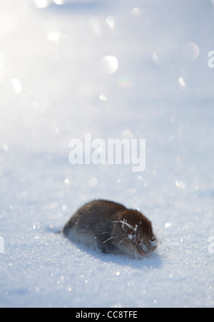 Gros plan d'un campagnol de champ mort ( Microtus agrestis ) sur la neige blanche à Winter (Finlande) Banque D'Images