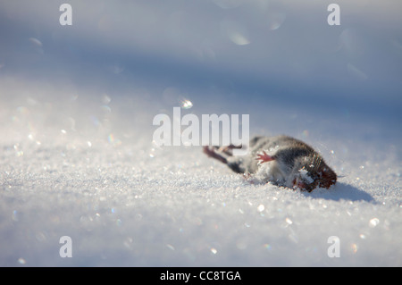 Gros plan d'un campagnol de champ mort ( Microtus agrestis ) sur la neige blanche à Winter (Finlande) Banque D'Images