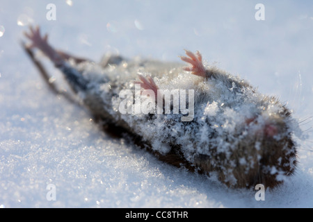 Gros plan d'un campagnol de champ mort ( Microtus agrestis ) sur la neige blanche à Winter (Finlande) Banque D'Images