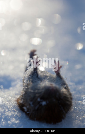 Gros plan d'un campagnol de champ mort ( Microtus agrestis ) sur la neige blanche à Winter (Finlande) Banque D'Images