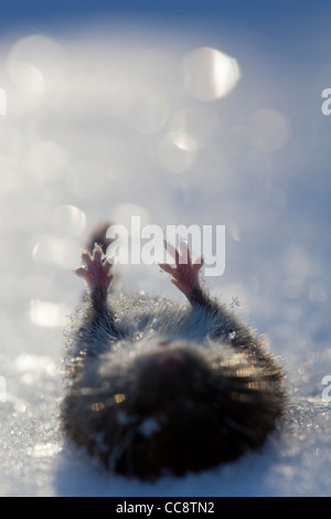 Gros plan des pattes rouges d'un campagnol de champ mort ( Microtus agrestis ) sur la neige blanche à Winter (Finlande) Banque D'Images