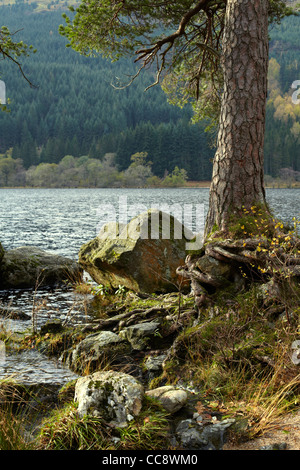 Racine d'arbre tronc de pin sylvestre par Loch Eck, Argyll, Scotland Banque D'Images