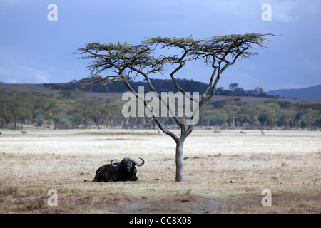 Un buffle africain sous un parapluie acacia, Parc national du lac Nakuru, Kenya, Afrique de l'Est. Banque D'Images