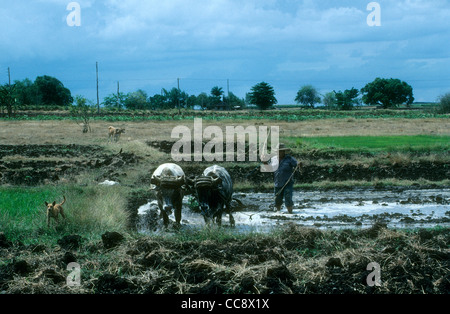 Ox labourer au centre de Cuba Banque D'Images